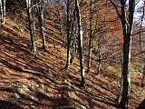 Verso l'Alpe Morello.........
